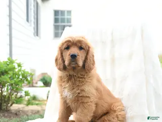 Miniature Golden Retriever dogs for sale: James - Ad 2
