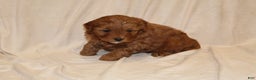 Cavapoo dogs for sale: Cinnamon - Ad 2