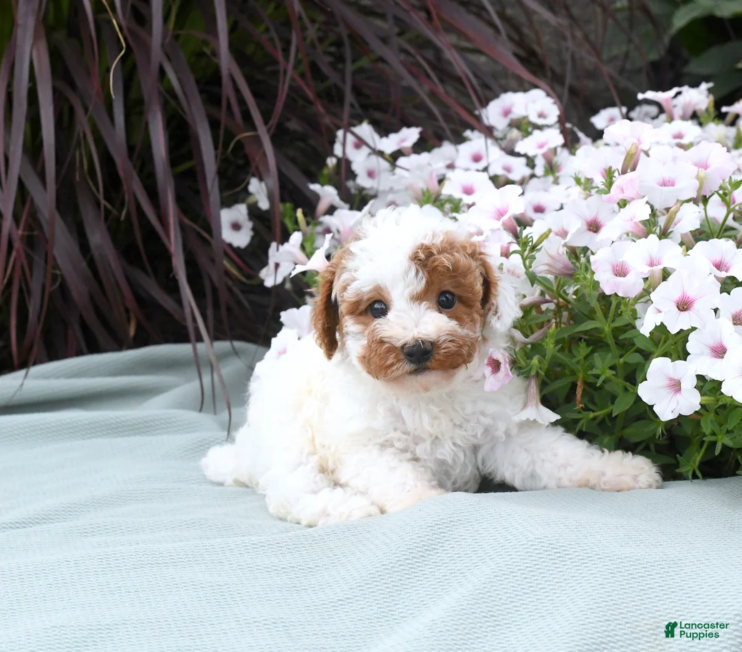 Miniature Poodle dogs for sale: Benson - Ad 2