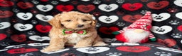 Cockapoo dogs for sale: Stocking - Ad 6
