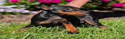 Miniature Pinscher dogs for sale: Spark - Ad 8