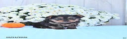 Yorkshire Terrier dogs for sale: Sophia - Ad 3