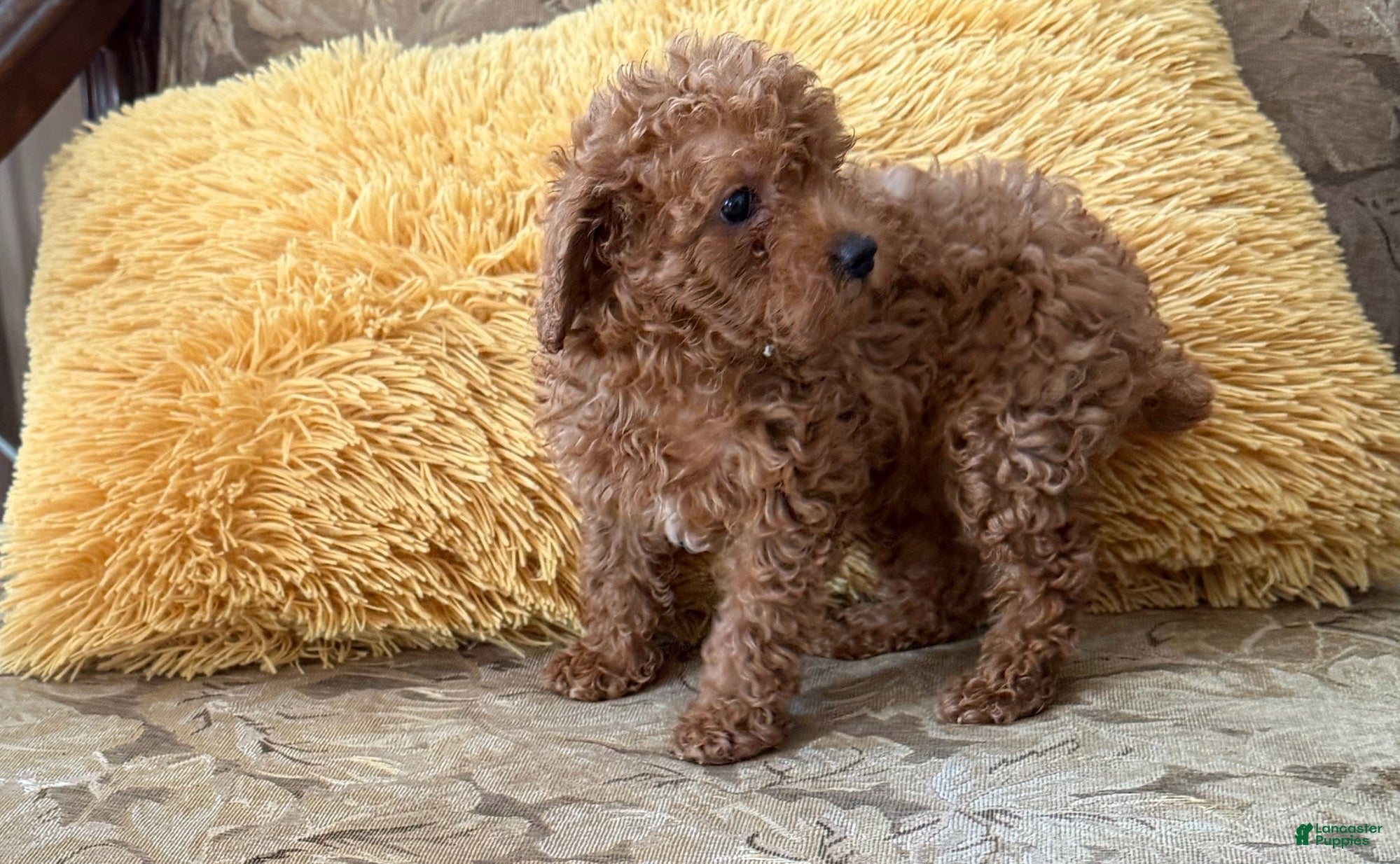 Toy Poodle dogs for sale: Buzz - Ad 1