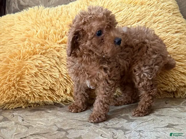 Toy Poodle dogs for sale: Buzz - Ad 1