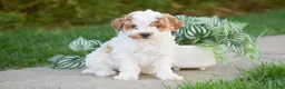Miniature Poodle dogs for sale: Grayson - Ad 1