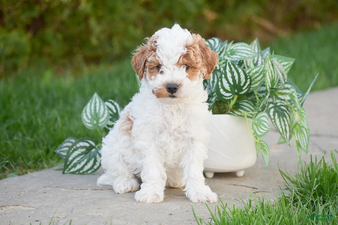 Miniature Poodle dogs for sale: Grayson - Ad 1