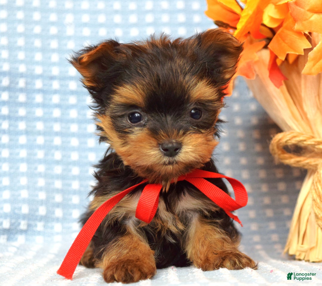 Yorkshire Terrier dogs for sale: Cooper - Ad 4