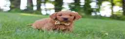 Goldendoodle dogs for sale: Theo - Ad 5