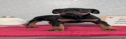 Doberman Pinscher dogs for sale: Lucy  - Ad 4