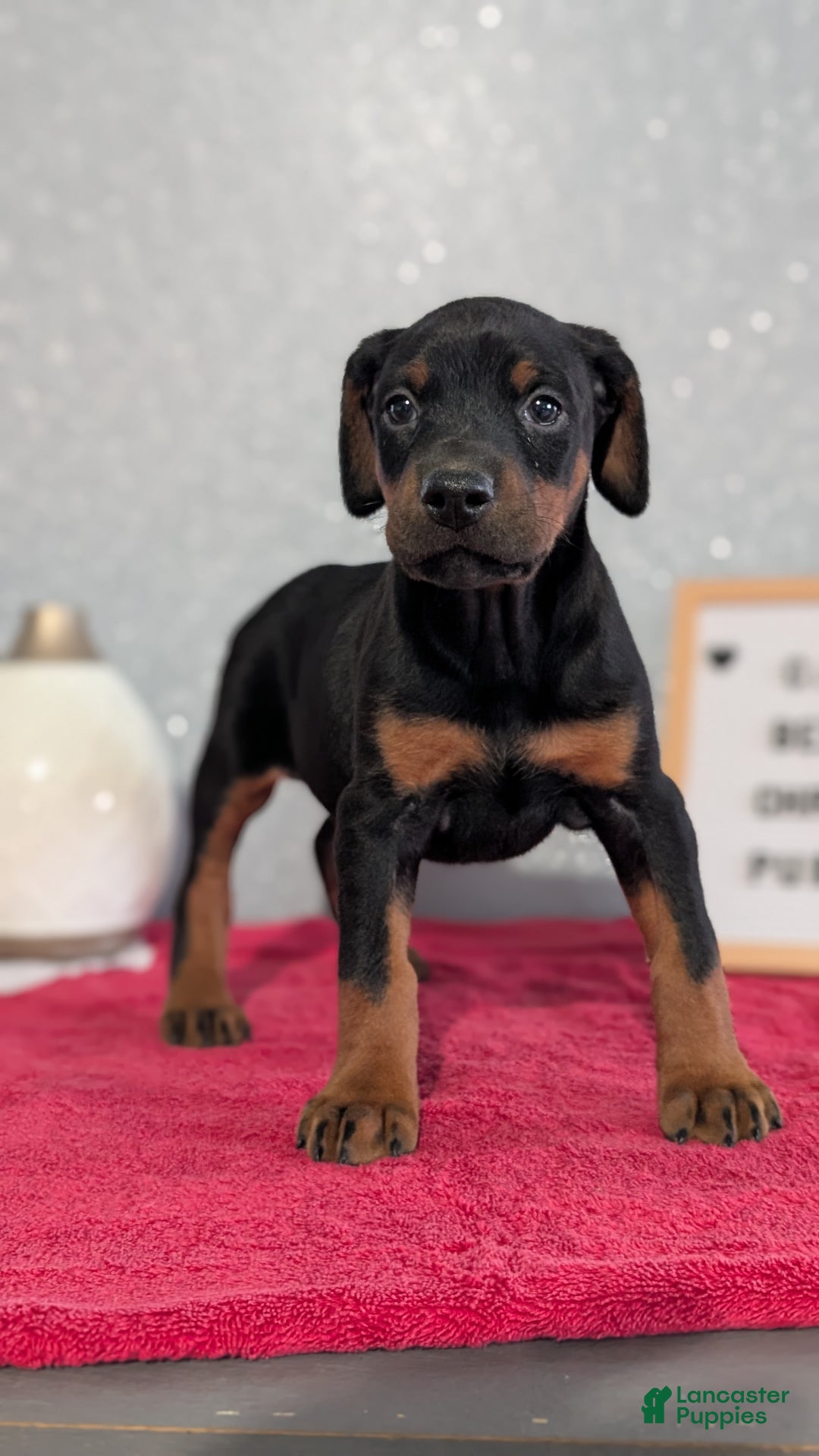 Doberman Pinscher dogs for sale: Lucy  - Ad 4