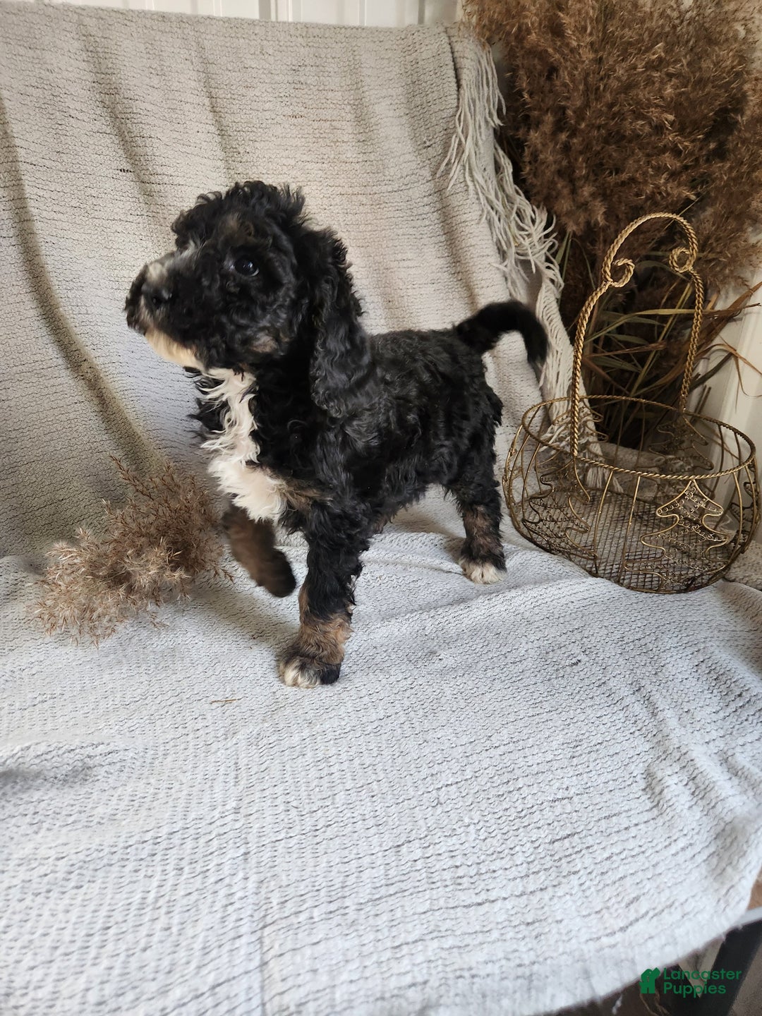 Bernedoodle dogs for sale: Lila - Ad 2