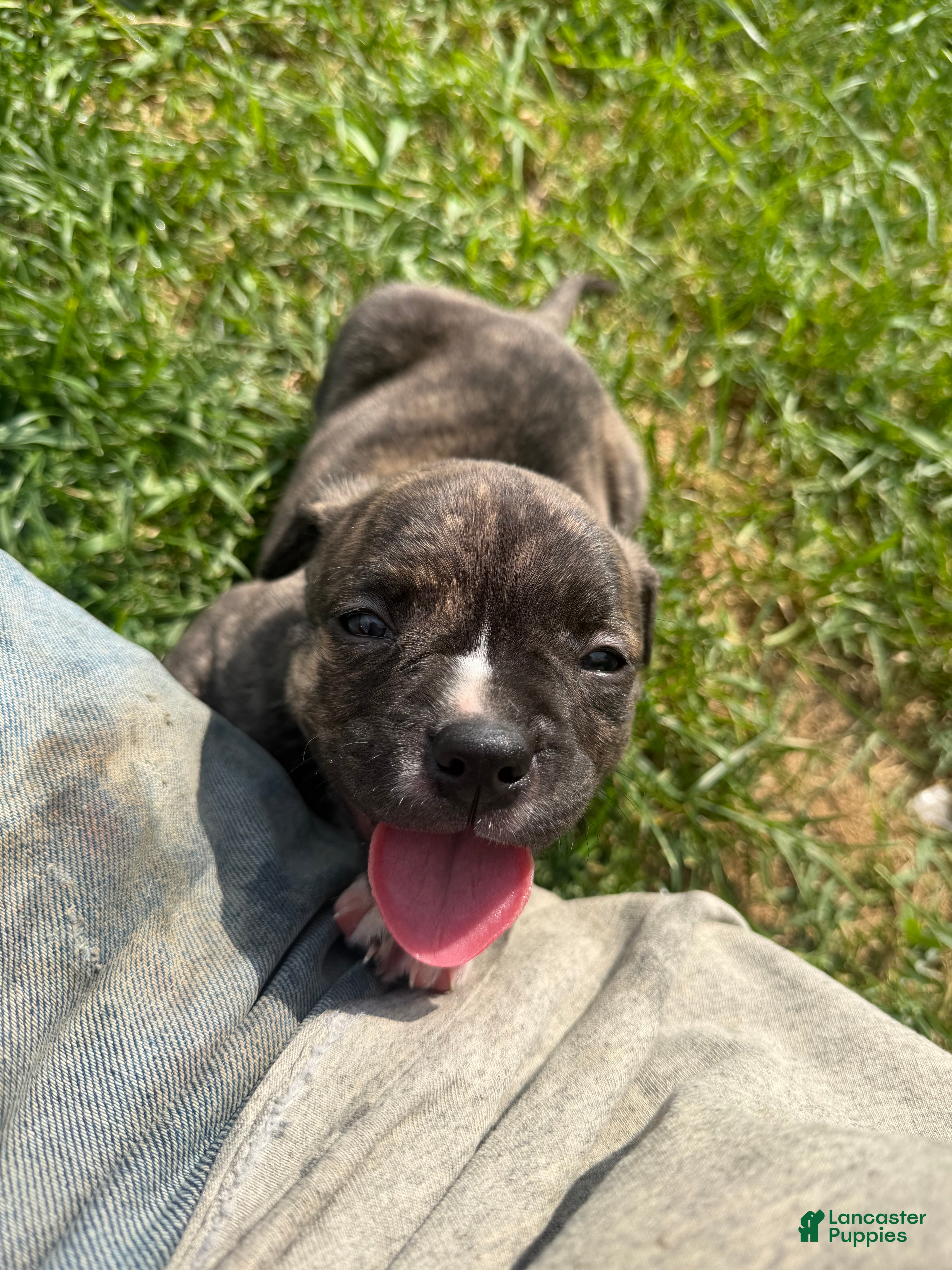 American Pit Bull Terrier dogs for sale: American Pit Bull Terrier Puppy 2 - Ad 2