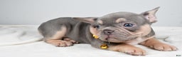 French Bulldog dogs for sale: Wendy - Ad 12