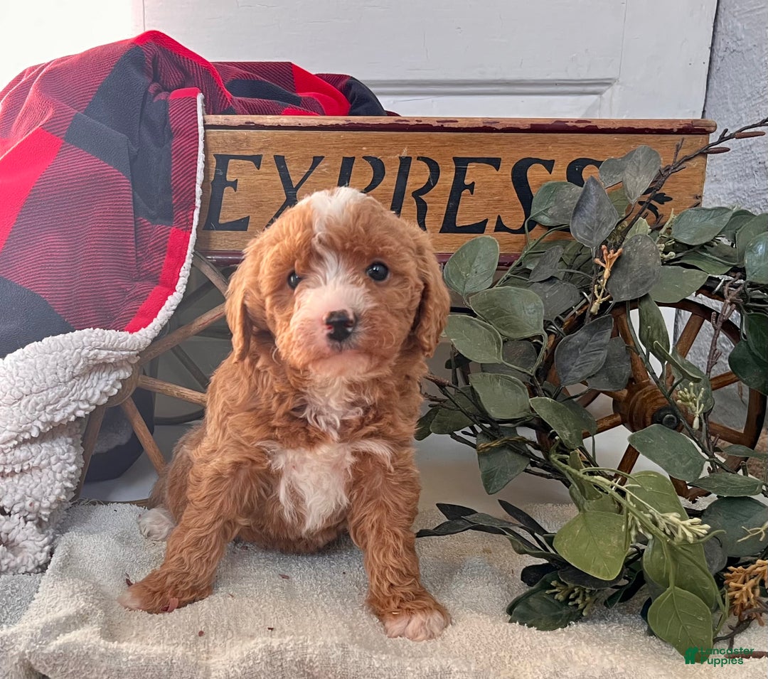 Mixed Breed dogs for sale: Little Pixie🐾❤️Call 717-768-7967❤️F1b - Ad 1