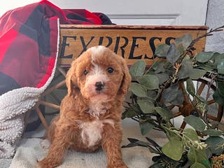 Mixed Breed dogs Little Pixie🐾❤️Call 717-768-7967❤️F1b - Ad 33