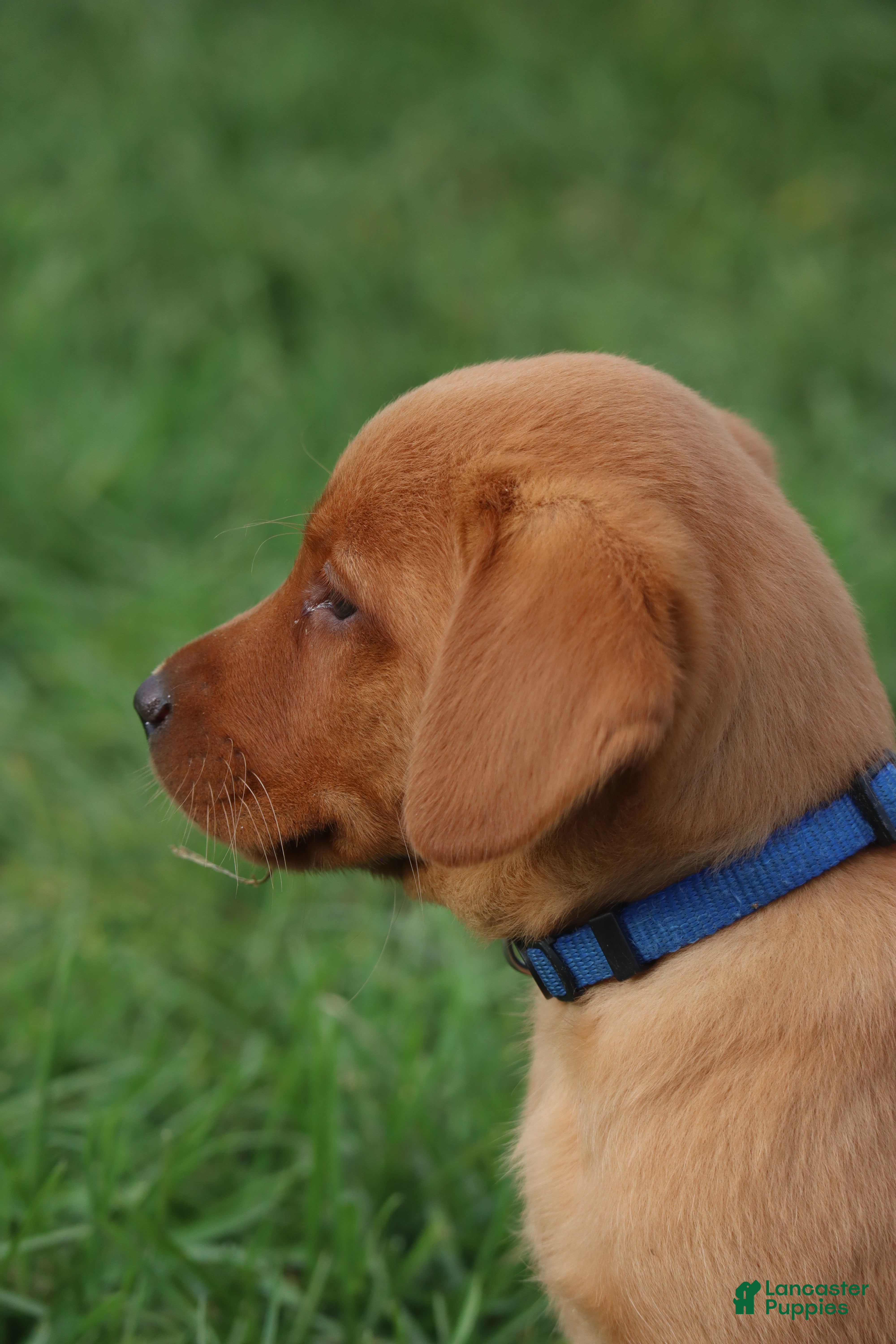 Labrador Retriever dogs Acorn - Ad 2
