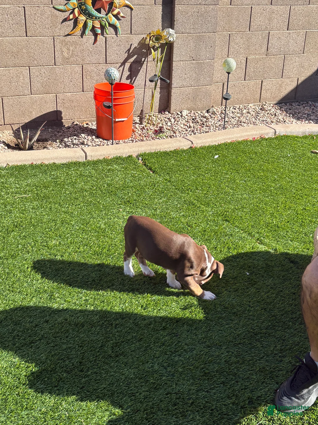 Olde English Bulldogge dogs for sale: Olde English Bulldogge Puppy 4 - Ad 4