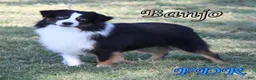 Toy Australian Shepherd dogs for sale: Booker - Ad 12