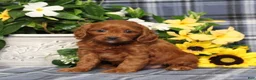 Cavapoo dogs for sale: BJ's Uber - Ad 3