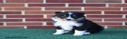 Shetland Sheepdog dogs for sale: Ace - Ad 3