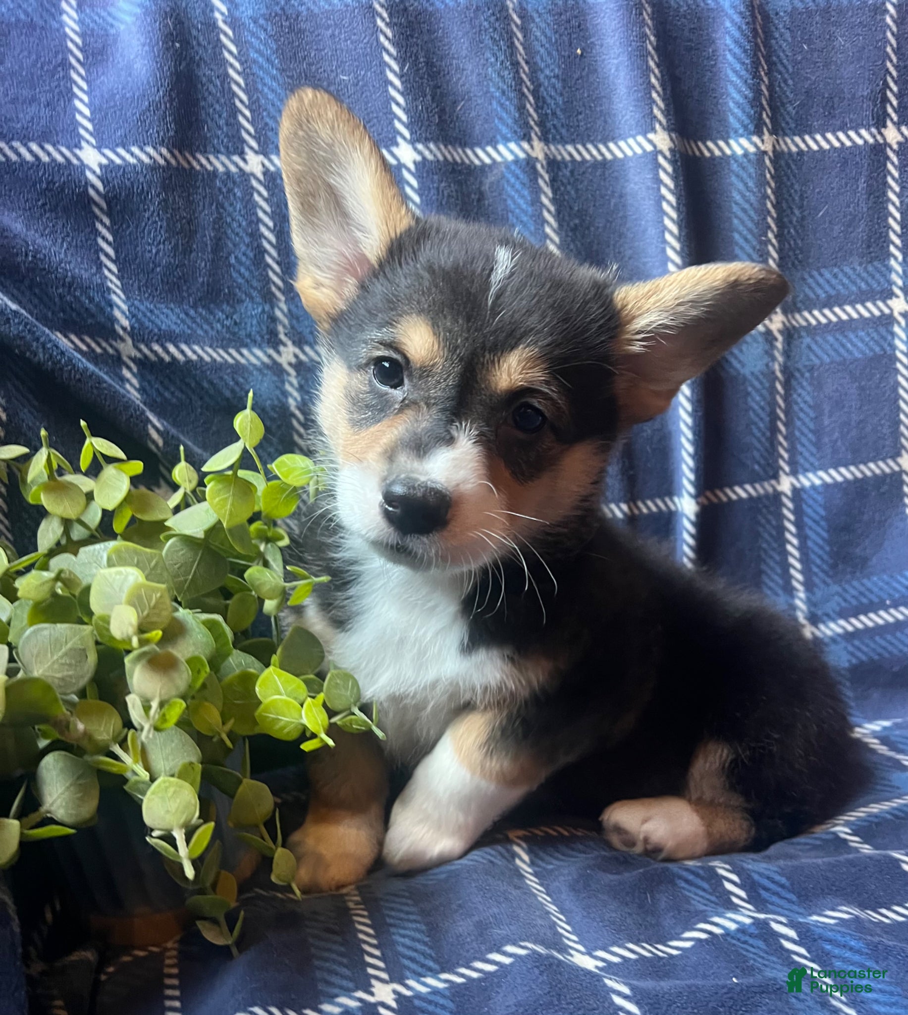 Welsh Corgi Pembroke dogs Spark - Ad 14