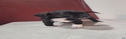Mixed Breed dogs for sale: Mixed Breed 1 - Ad 5