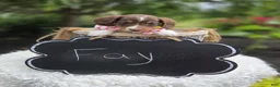 Miniature Dachshund dogs for sale: Fay - Ad 4