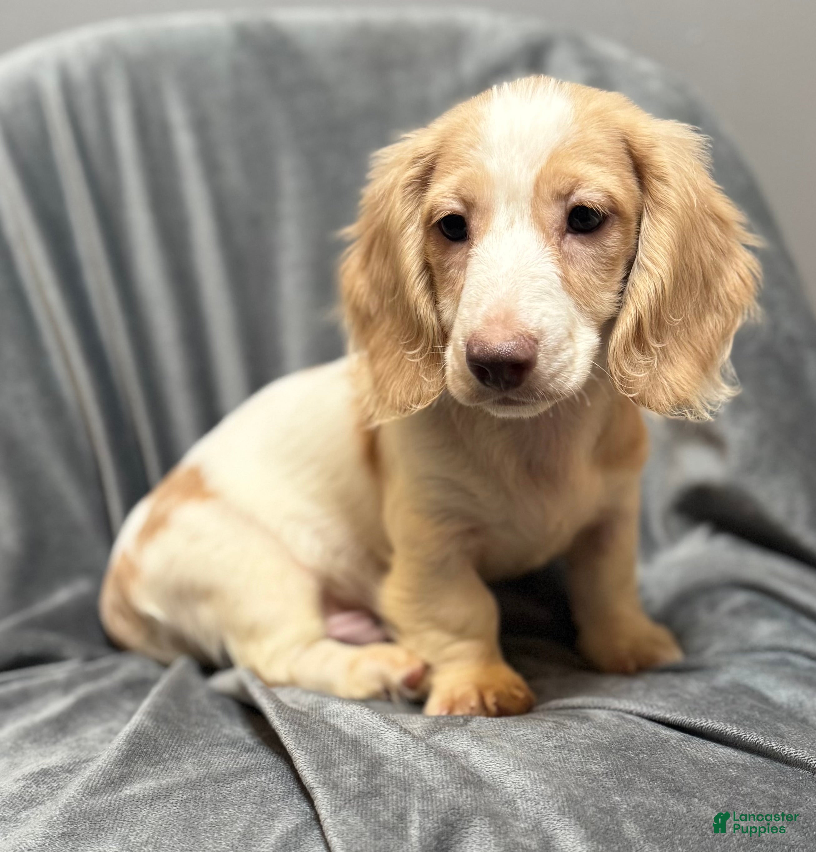 Miniature Dachshund dogs Jack - Ad 1