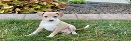 Italian Greyhound dogs for sale: Gordie - Ad 1
