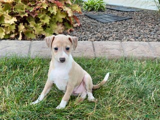 Italian Greyhound dogs Gordie - Ad 18