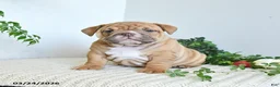 English Bulldog dogs for sale: Tilly - Ad 3