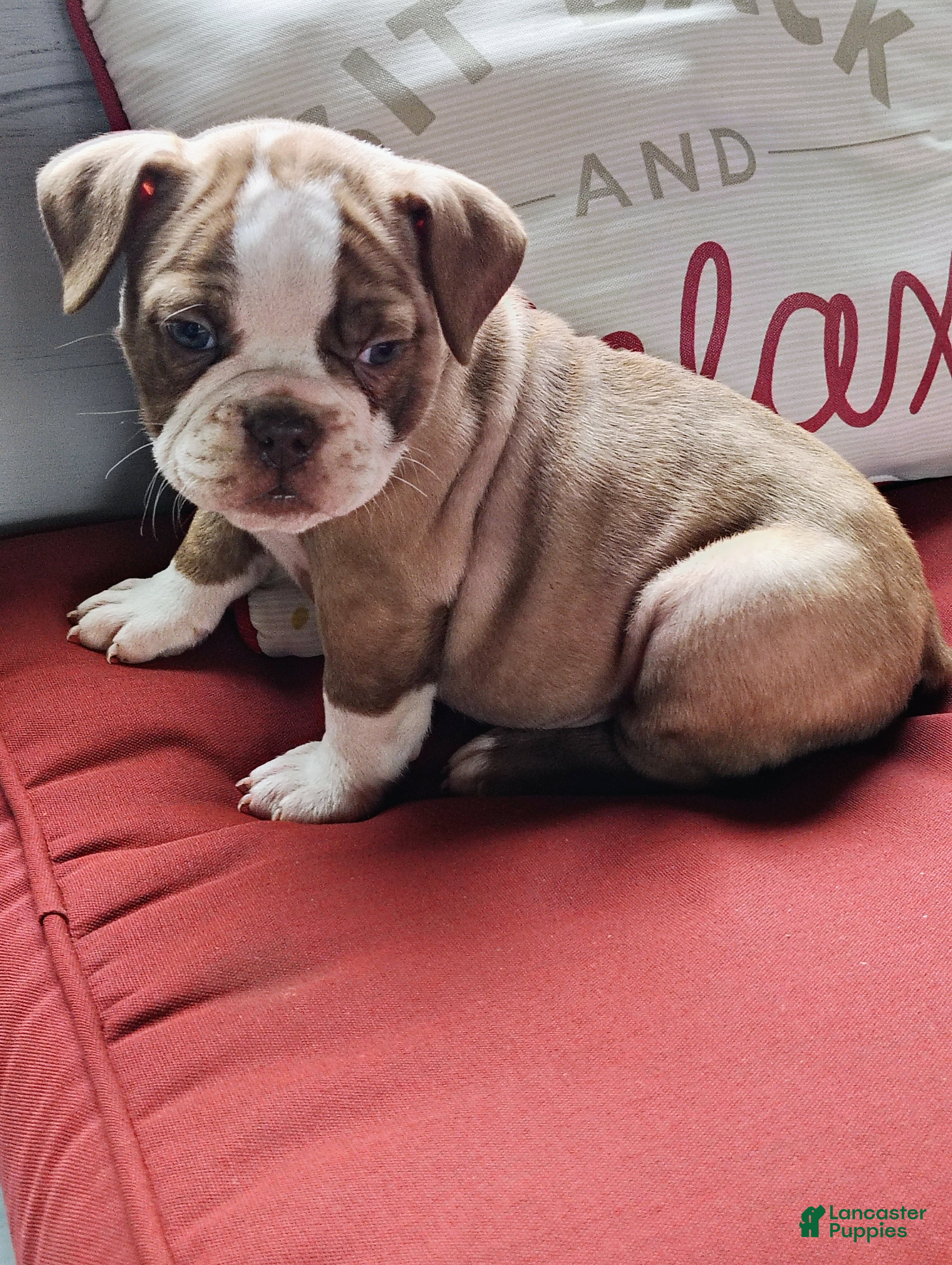 Olde English Bulldogge dogs Natalie  - Ad 27