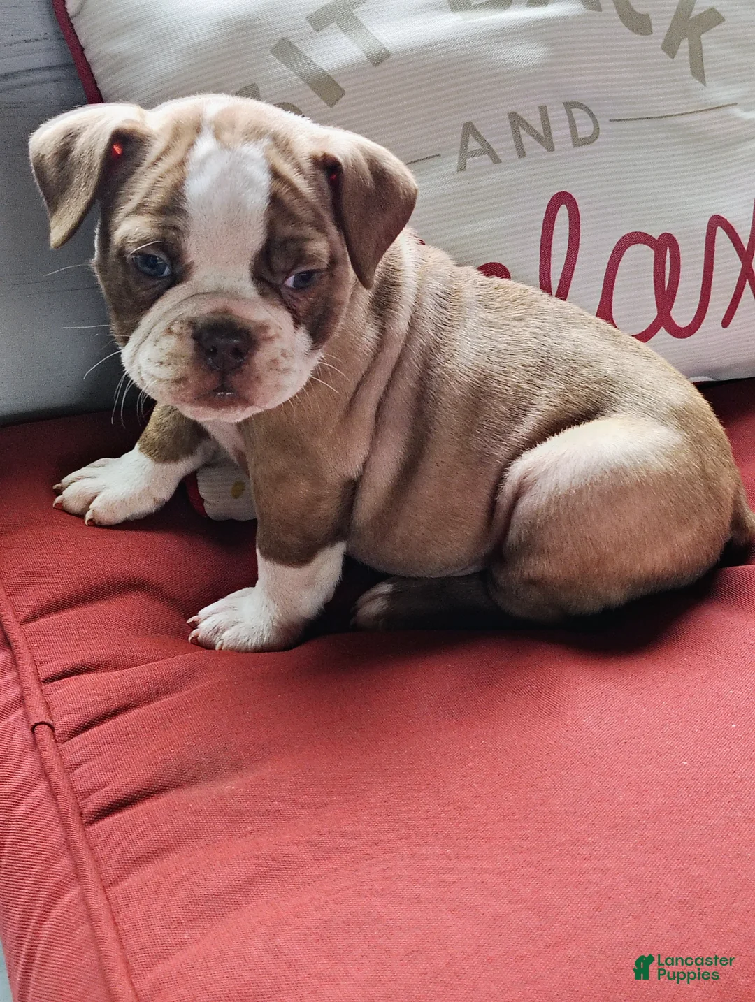 Olde English Bulldogge dogs for sale: Natalie  - Ad 1