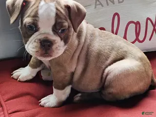 Olde English Bulldogge dogs Natalie - Ad 24