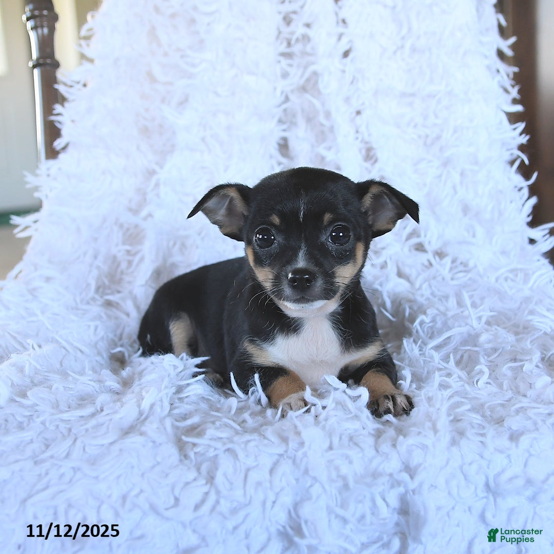 Chihuahua dogs for sale: Tammy - Ad 2