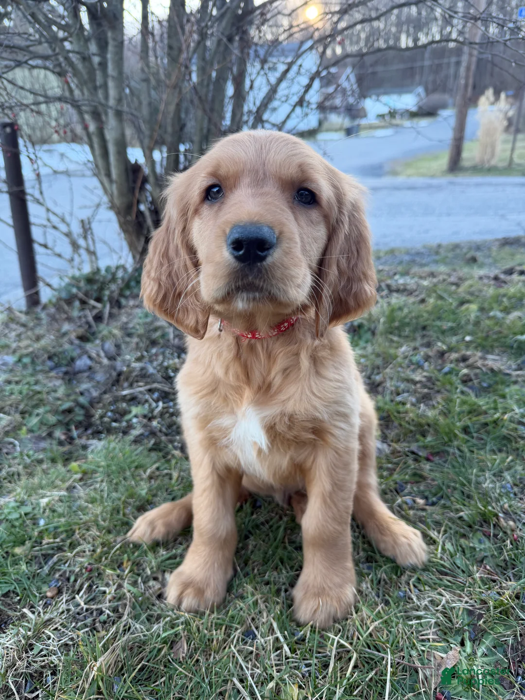 Golden Retriever dogs for sale: Niner-Red - Ad 1