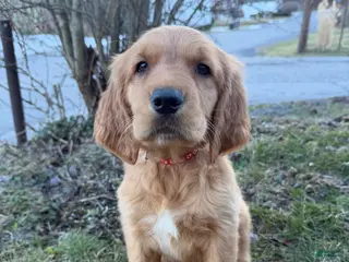 Golden Retriever dogs Niner-Red - Ad 2