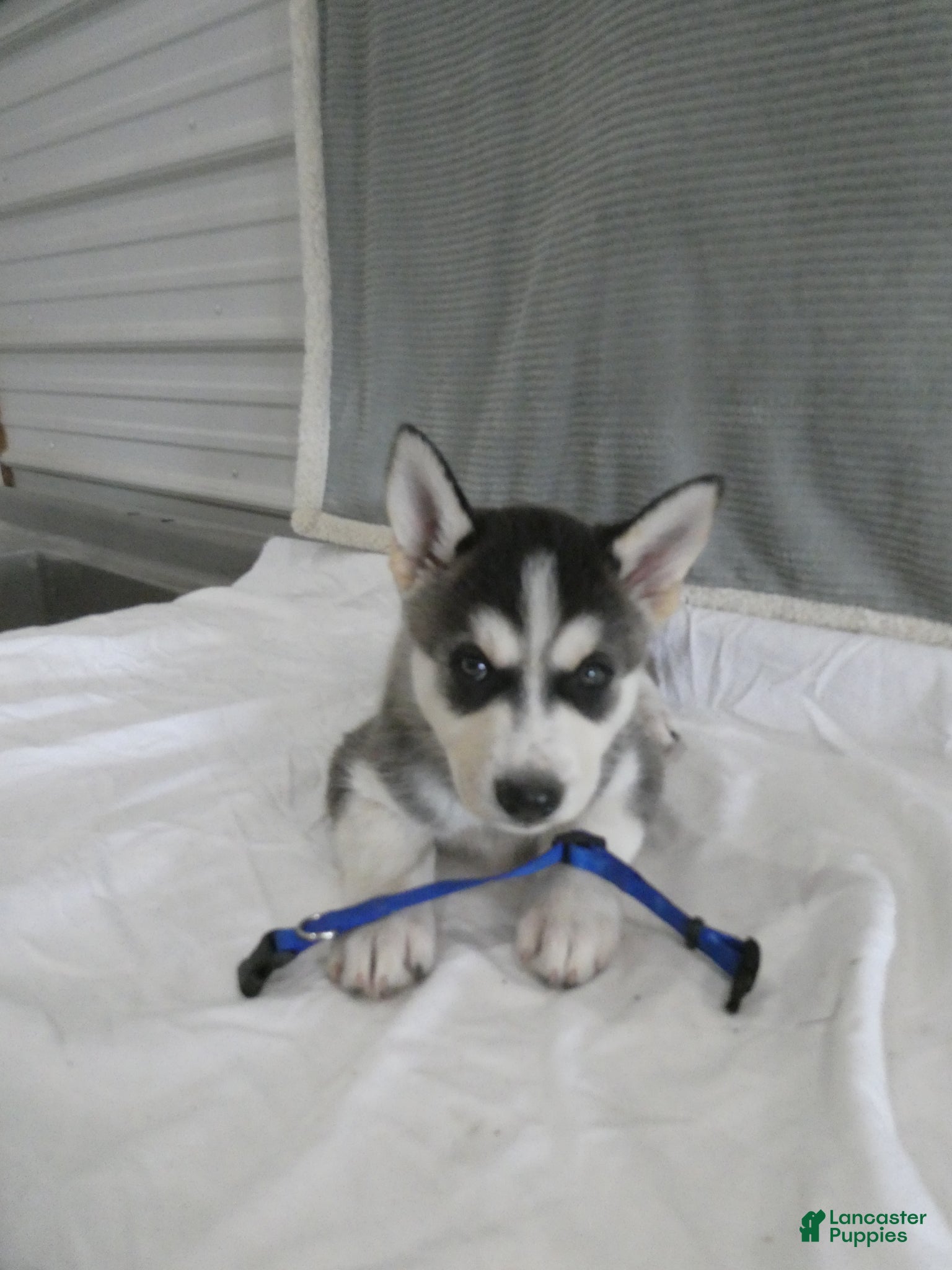 Gerberian Shepsky dogs Flint - Ad 1