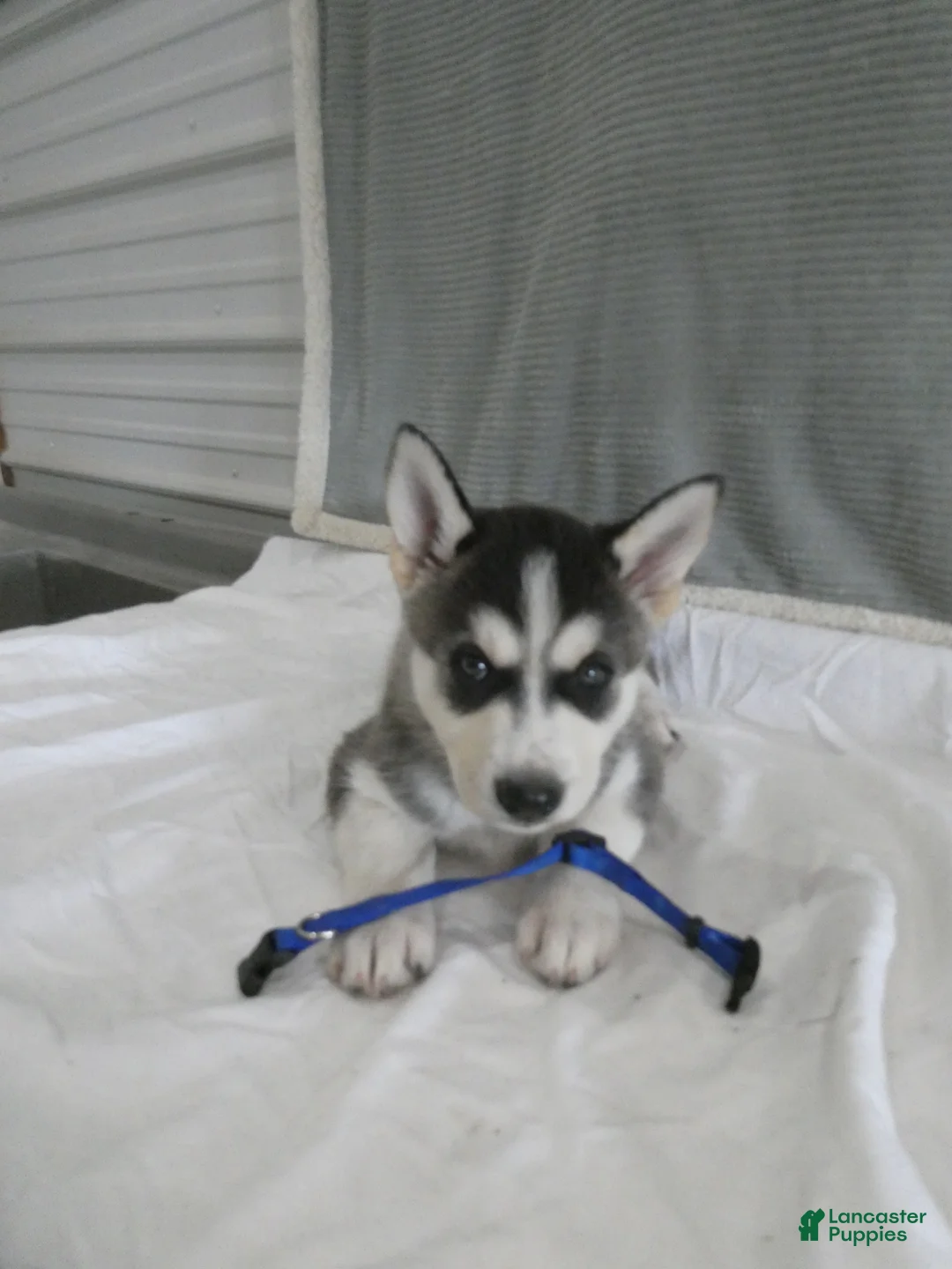 Gerberian Shepsky dogs for sale: Flint - Ad 1