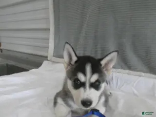 Gerberian Shepsky dogs for sale: Flint - Ad 4