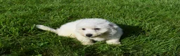 Bichon Frise dogs for sale: Tucker 🦴 - Ad 11