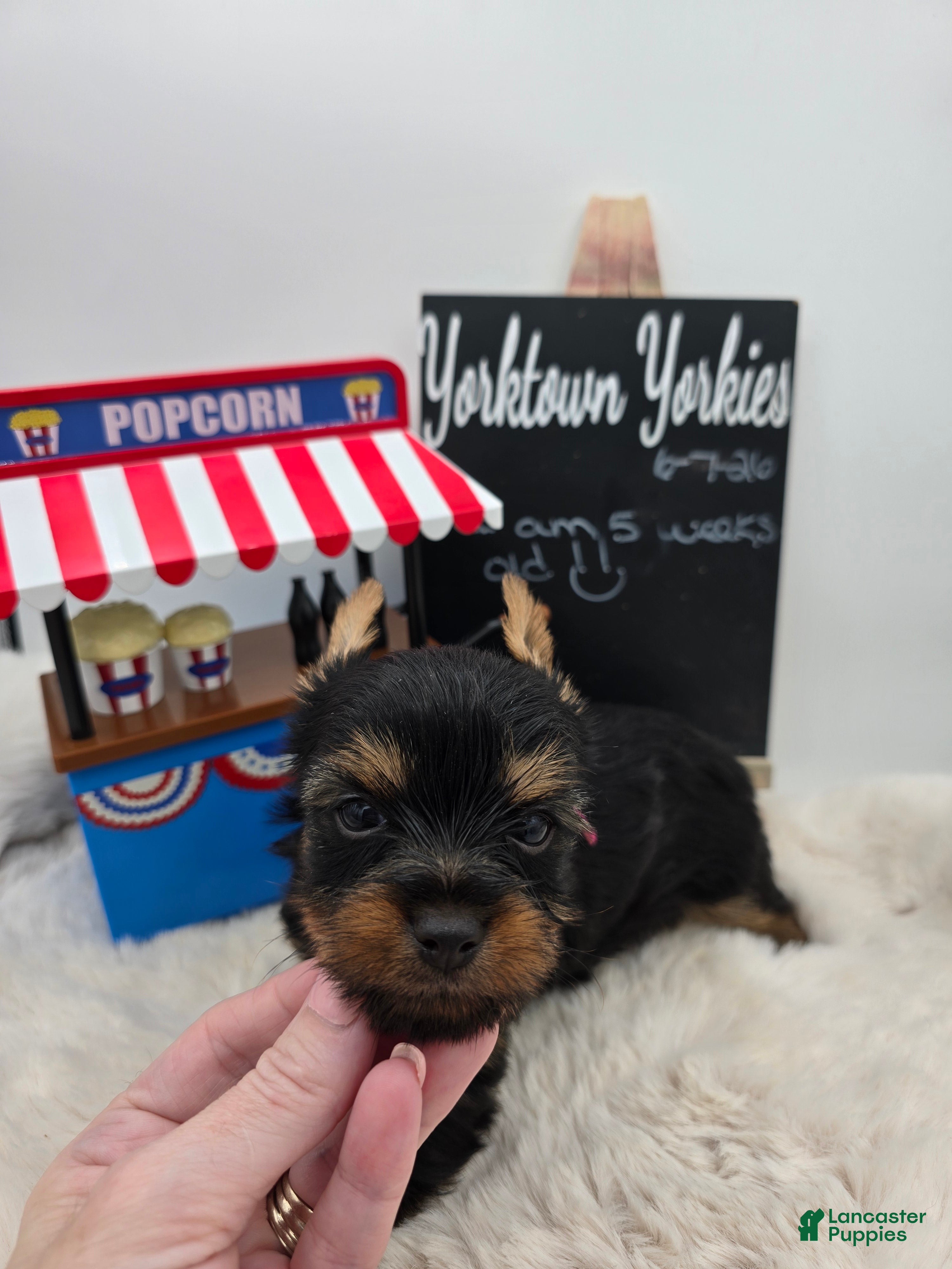 Yorkshire Terrier dogs Lilly - Ad 1