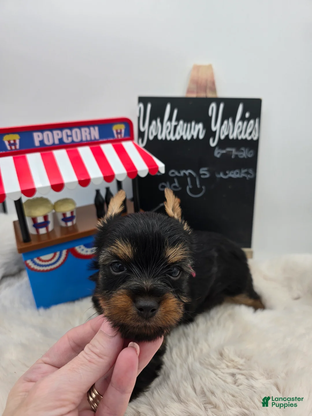 Yorkshire Terrier dogs for sale: Lilly - Ad 1