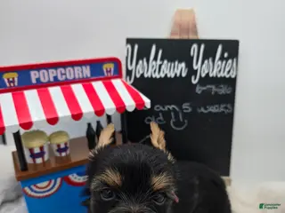 Yorkshire Terrier dogs for sale: Lilly - Ad 3