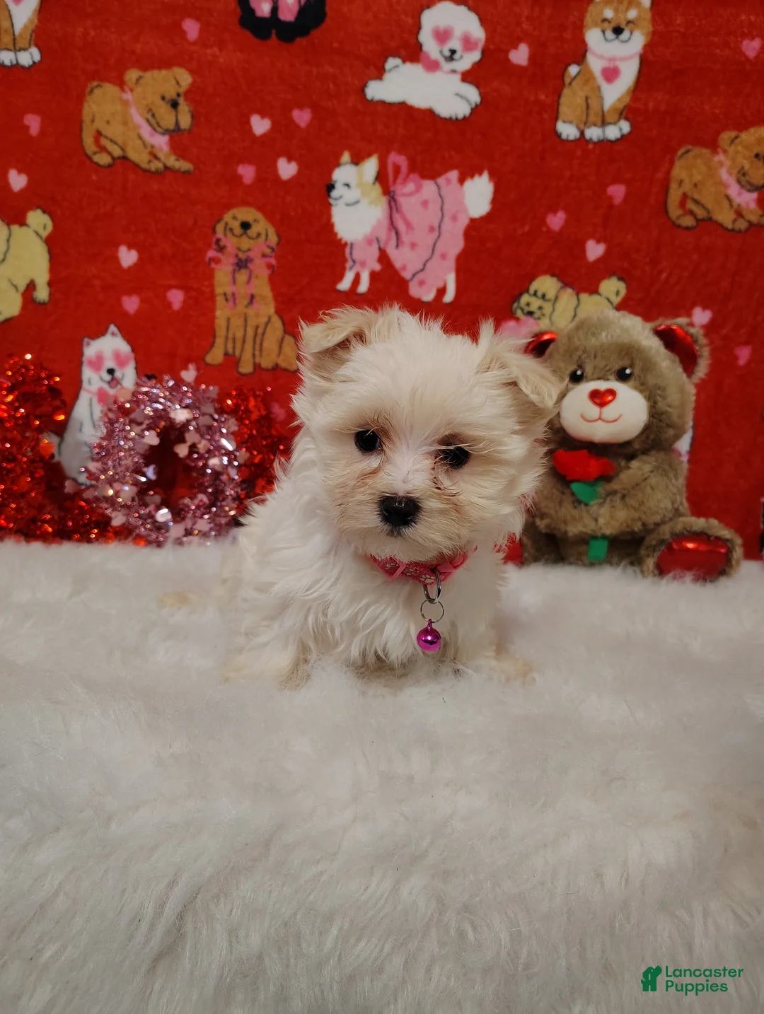 Maltese dogs for sale: Liam - Blue - Ad 7