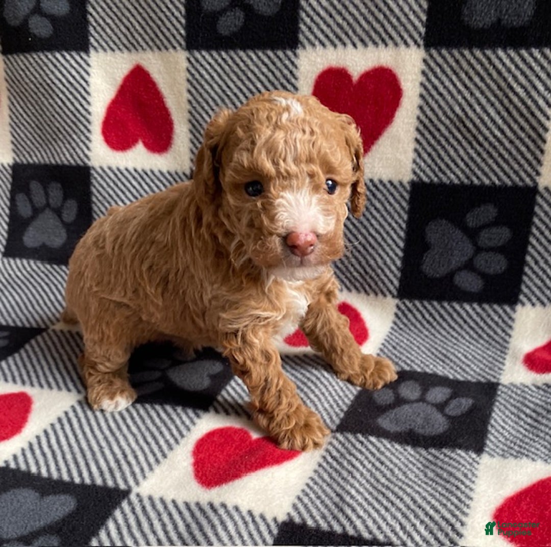 Toy Poodle dogs for sale: Star - Ad 1