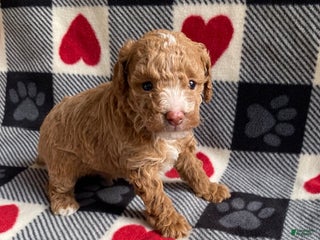 Toy Poodle dogs Star - Ad 12