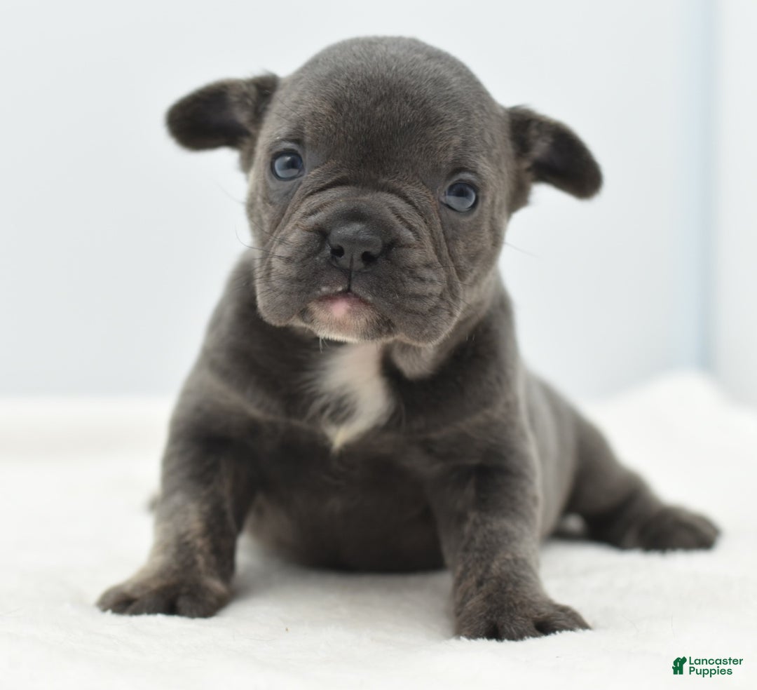 Mixed Breed dogs for sale: Nugget blue hybrid  - Ad 8