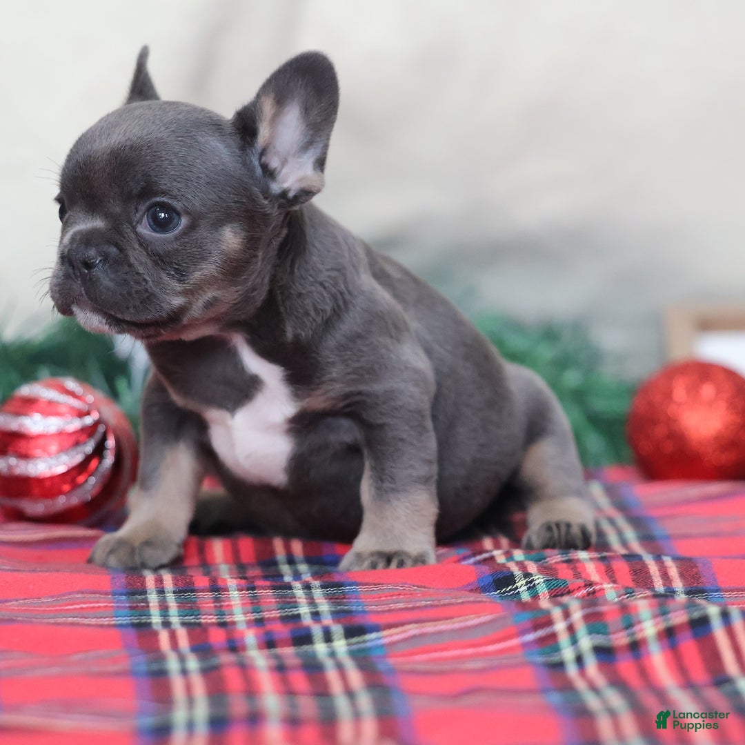 French Bulldog dogs for sale: April - Ad 5