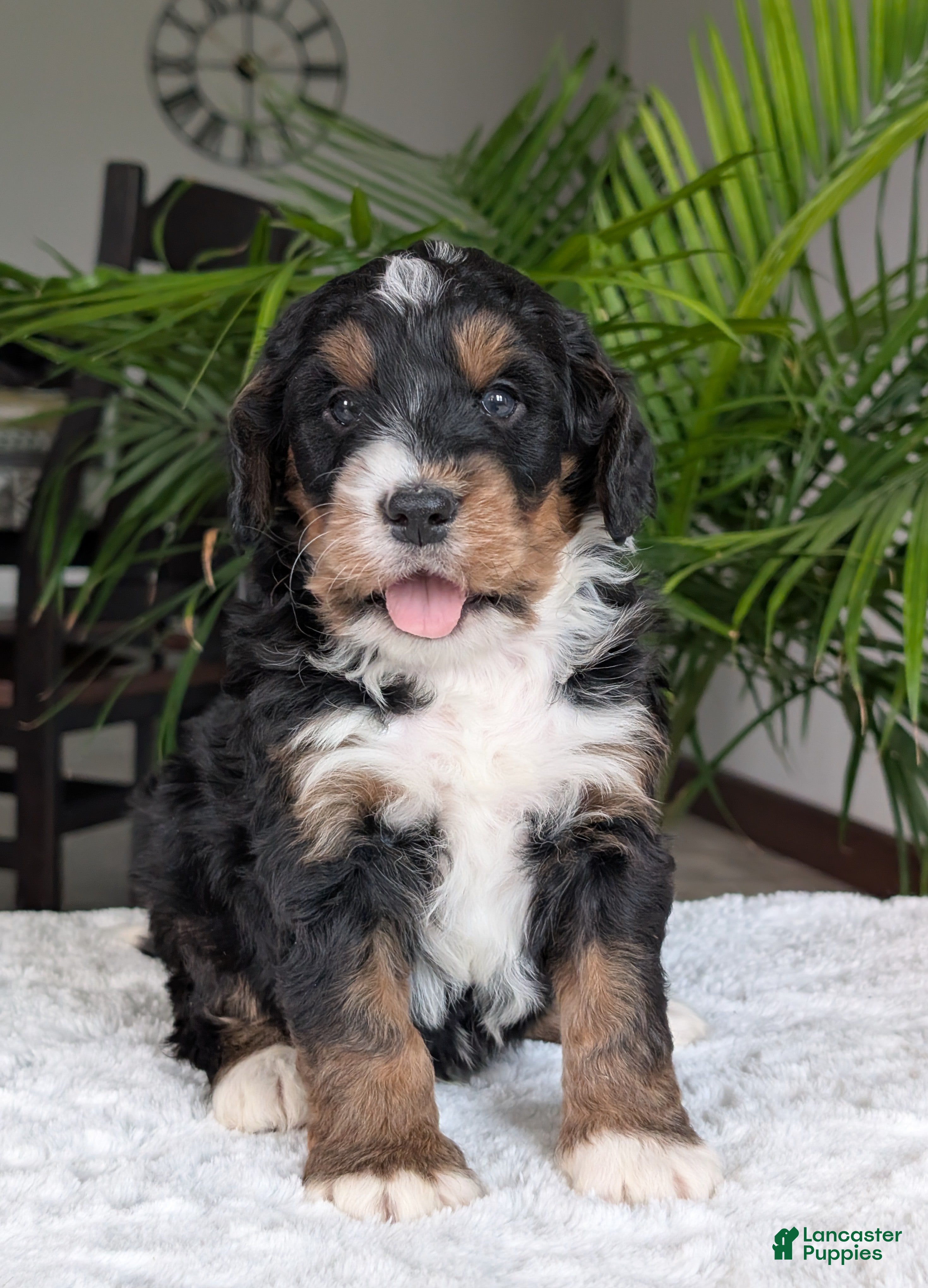 Mini Bernedoodle dogs Mini Jamie  - Ad 4